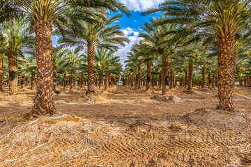 Plantation of date palms for healthy food production. Date palm is iconic ancient plant and famous food crop in the Middle East and North Africa, it has been cultivated for 5000 years
