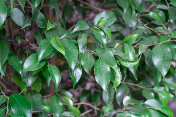 Beautiful composition of tropical leaves plants in greenhouse. Creative nature green background or jungle leaf pattern concept. Decoration rainforest is lush foliage. Harmony and idyllic with nature.