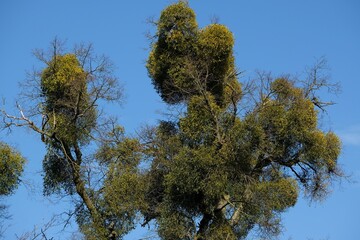 A sick withered tree attacked by mistletoe (viscum). They are woody, obligate hemiparasitic shrubs