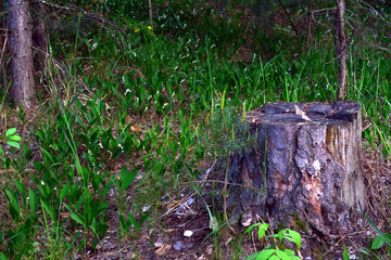 a tree stump with blooming lilies of the valley 