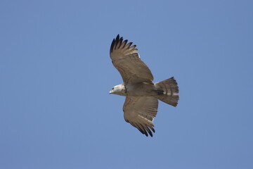 Short-toed Snake Eagle flying in the sky. Beautiful wall mounting picture of bird. wall canvas print. Seasonal greeting card background.