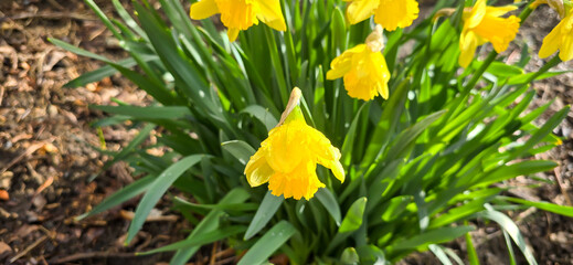 Yellow daffodils - daffodils - in spring at Easter