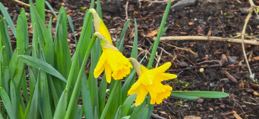 Yellow daffodils - daffodils - in spring at Easter