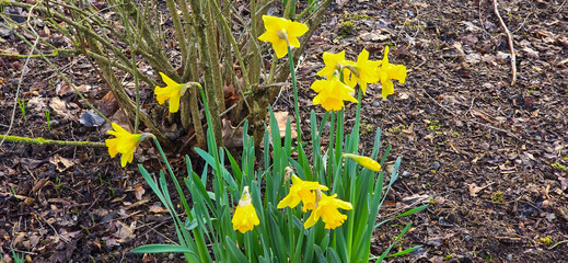 Yellow daffodils - daffodils - in spring at Easter
