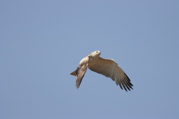 Short-toed Snake Eagle flying in the sky. Beautiful wall mounting picture of bird. wall canvas print. Seasonal greeting card background.