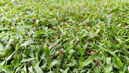 Portrait of green grass, in a garden that grows beautifully and freshly