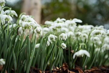 A group of snowdrops flowering in spring. Pretty frills and droopy heads of white and green. Delicate and a sign of hope and promise.
