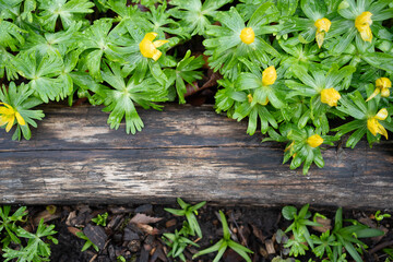 Winter aconite yellow flower with strong green petals. In flower in springtime UK. 