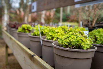 Potted plants for sale at garden centre or plant nursery. Plants with labels, grasses and bulbs. Gardening store.