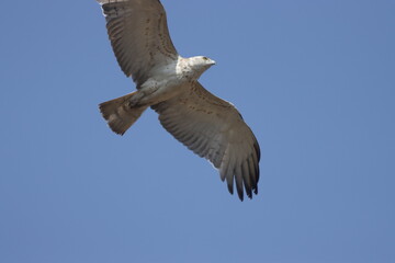 Short-toed Snake Eagle flying in the sky. Beautiful wall mounting picture of bird. wall canvas print. Seasonal greeting card background.