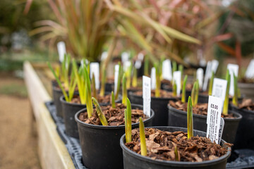 Potted plants for sale at garden centre or plant nursery. Plants with labels, grasses and bulbs. Gardening store.