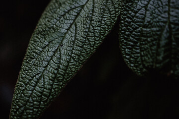 Deep dark green leaf with vivid veins on a black background. Moody and low light. 
