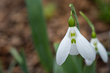 Snowdrop faces, sad or grumpy. Singular snowdrops close ups in very early spring UK. Humour in nature.