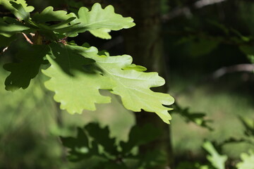 green oak leaves,green, tree, leaf, leaves, nature, summer, spring, forest, maple, foliage, light, sun, bright, environment, oak, color, growth, sunlight, season, fresh, natural