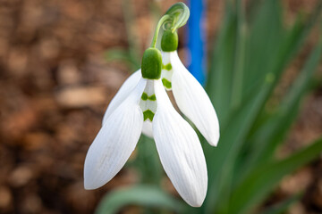 Snowdrop faces, sad or grumpy. Singular snowdrops close ups in very early spring UK. Humour in nature.