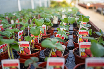 Young tender strawberry plants in the garden centre waiting to be purchased in spring time. For planting out in pots or the garden beds.