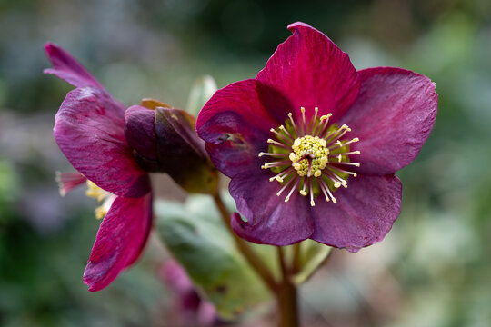 Deep purple hellebore in winter. Yellow centre and striking geometric middle of the plant.