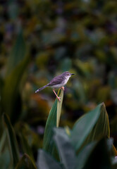 Bird in the grass  (bar-winged prinia) 