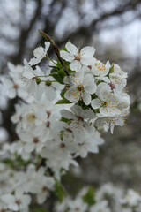 Mirabelle plum blossom in the spring