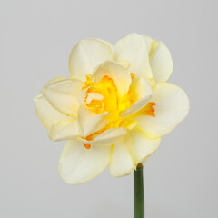 Fototapeta na wymiar Delicate ivory narcissus flower isolated on gray background.