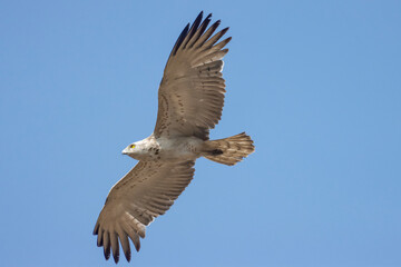 Short-toed Snake Eagle flying in the sky. Beautiful wall mounting picture of bird. wall canvas print. Seasonal greeting card background.