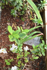 plastic bowl abandoned in a vase with stagnant water inside. close up view. mosquitoes in potential breeding ground.