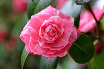Bright pink double Camellia japonica 'Pink Dawn' in flower,