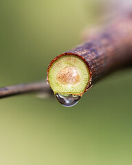 Drops of sap on vine branches in spring. Agriculture.