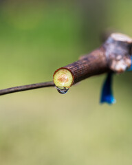 Drops of sap on vine branches in spring. Agriculture.
