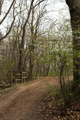 a landscape with a path in the forest in the spring 