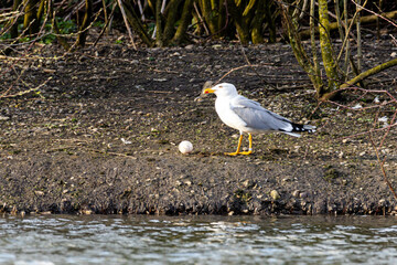 Eine Mittelmeermöve  (Larus michahellis) mit dem Ei einer Graugans