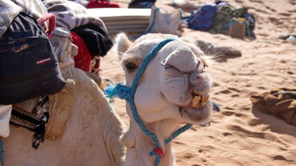 Dromedary camel (Camelus dromedarius) wearing a blue halter making a funny face in the Sahara...