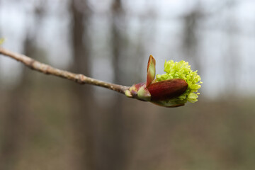 Blossoming branch of a maple in early spring, close-up