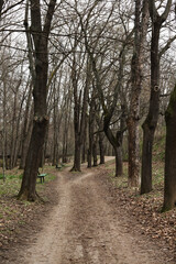 a landscape with a path in the forest in the spring 