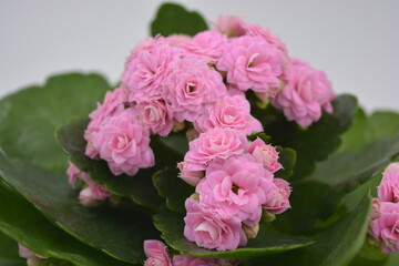 Real fresh flowers, Kalanchoe seedlings growing in a grey plastic pot. Many small pink flowers with coarse, large green leaves.