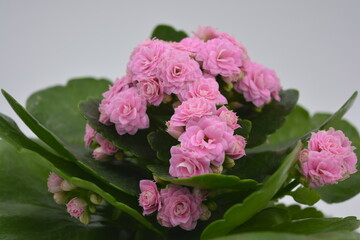 Real fresh flowers, Kalanchoe seedlings growing in a grey plastic pot. Many small pink flowers with coarse, large green leaves.
