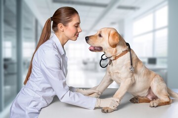 Vet doctor with cute domestic dog in clinic