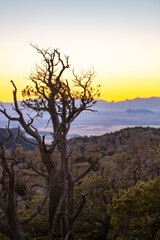 Obraz premium Dry tree against the backdrop of mountains and valleys in the evening at sunset, Road Trip Arizona