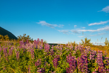 Obraz premium (Lupinus nootkatensis)Purple blooms native to Iceland