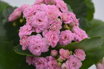 Real fresh flowers, Kalanchoe seedlings growing in a grey plastic pot. Many small pink flowers with coarse, large green leaves.