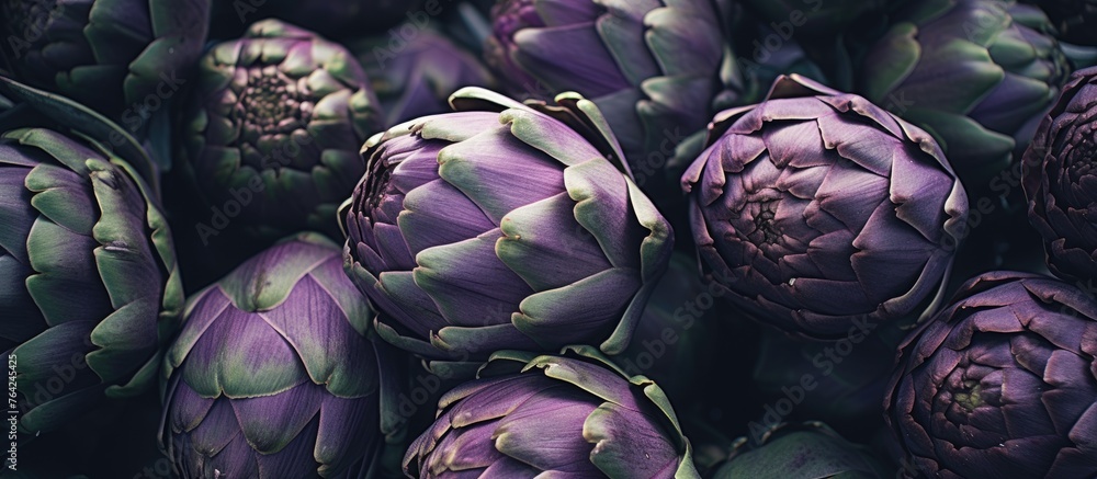 Poster Purple artichokes with green leaves in close up