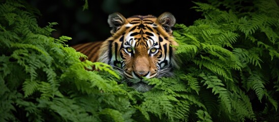 Tiger closeup in lush jungle habitat