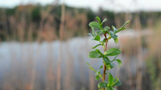 Polygonum achoreum, common names Blake's knotweed, leathery knotweed or striate knotweed, is North American species of plants in buckwheat family.