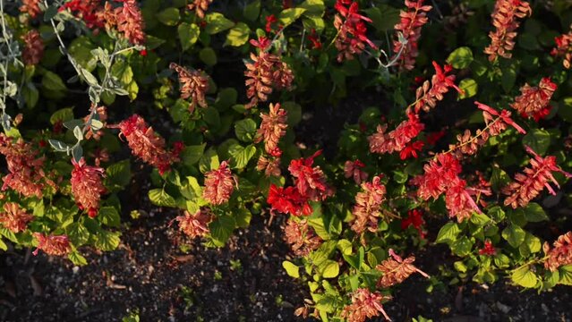 Salvia splendens (scarlet sage, tropical sage)