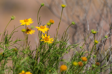 Flores amarillas