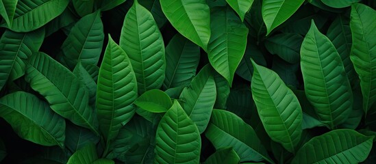 Close up of green leaves on a wall