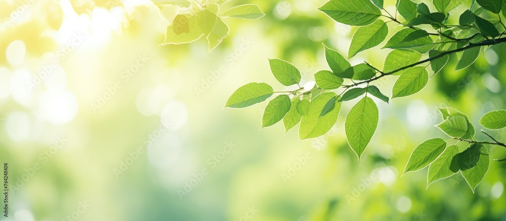 Poster sunlight filtering through tree leaves in a lush forest
