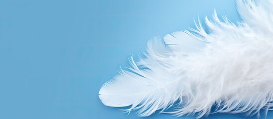 Fototapeta na wymiar Feather Close-Up on Blue Background