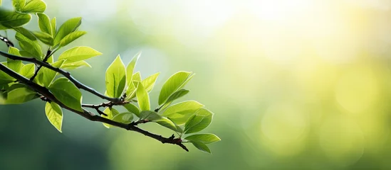 Foto op Plexiglas Branch with green leaves in sunlight © Ilgun