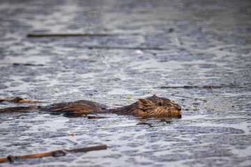 A muskrat swims in the water perpendicular to the camera lens on a spring evening.	 - obrazy, fototapety, plakaty